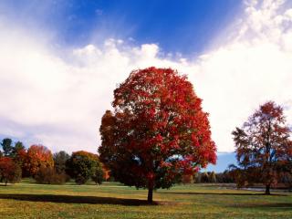 Obrazek: Czerwone drzewo