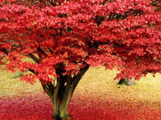 Obrazek: Czerwone kwiaty na drzewie w Anglii