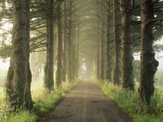 Obrazek: Droga przez las