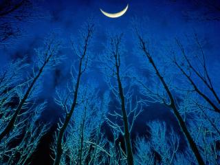 Obrazek: Drzewa nocą