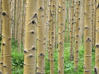 Obrazek: Drzewa w Aspen