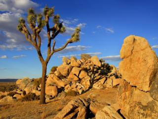Obrazek: Drzewo Joshua pustynia Mojave Kalifornia