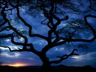 Obrazek: Drzewo na niebieskim niebie