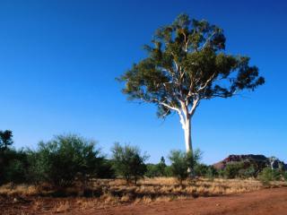 Obrazek: Drzewo na pustyni Centralna Australia