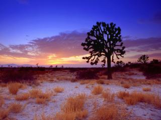 Obrazek: Drzewo na pustyni Mojave Kalifornia