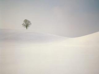 Obrazek: Drzewo na pustyni śnieżnej