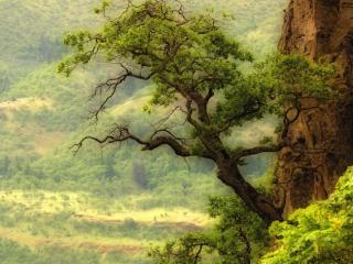 Obrazek: Drzewo na wzgórzu