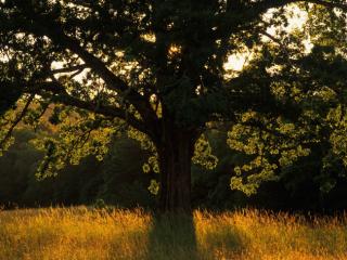 Obrazek: Drzewo o zachodzie słońca