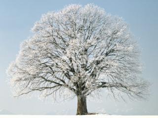 Obrazek: Drzewo zimą