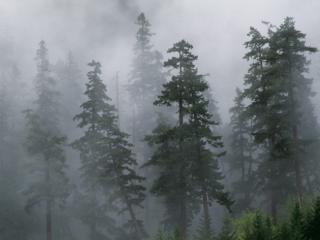 Obrazek: Dym w lesie