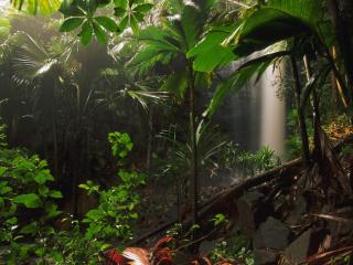 Obrazek: Dżungla na Seszelach