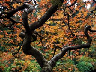 Obrazek: Japoński ogród w Portland Oregon