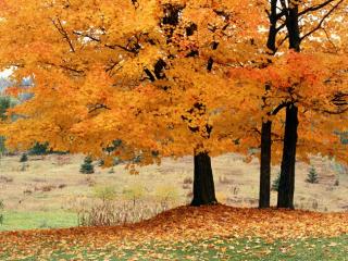 Obrazek: Jesień w Kanadzie