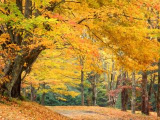 Obrazek: Jesienny las