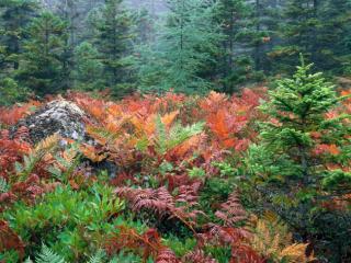 Obrazek: Kolorowe krzewy Park Narodowy Acadia