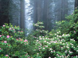 Obrazek: Kwitnące kwiaty w lesie