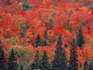 Obrazek: Las mieszany w Kanadzie