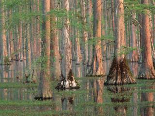 Obrazek: Las namorzynowy Południowa Karolina