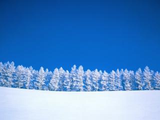 Obrazek: Las w zime