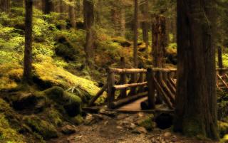 Obrazek: Mostek w lesie