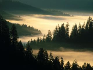 Obrazek: Narodowy Las Siuslaw  Oregon