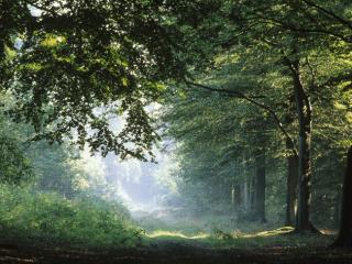 Obrazek: Niemiecki las