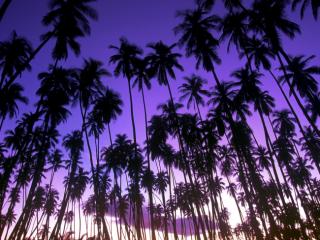 Obrazek: Palmy na Hawajach