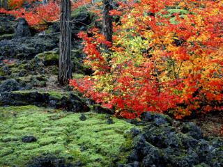 Obrazek: Park Willamette Oregon