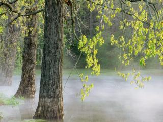 Obrazek: Poranna mgła w lesie w Tennessee