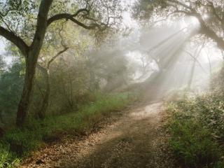 Obrazek: Przenikające światło przez drzewa w Santa Barbara Kalifornia