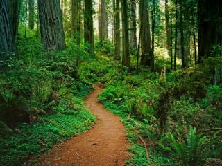 Obrazek: Ścieżka leśna Kalifornia