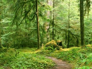 Obrazek: Ścieżka w lesie Narodowy Park USA