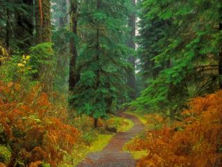 Obrazek: Ścieżka w Waszyngtońskim lesie