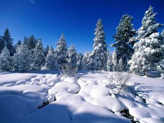 Obrazek: śnieg w lesie