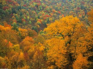 Obrazek: Stare drzewa jesienią