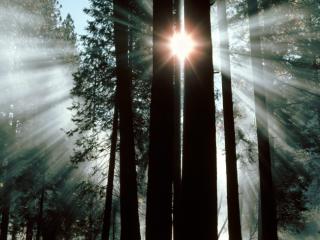 Obrazek: Światło przenikające dwa drzewa