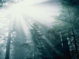 Obrazek: Światło przenikające korone drzew