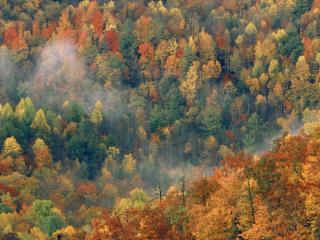 Obrazek: Widok na las z góry