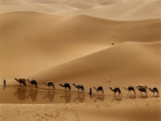 Obrazek: Camel Caravan, Libya