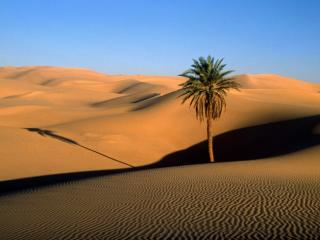 Obrazek: Lone Palm, Sahara
