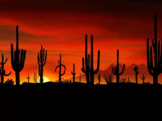 Obrazek: Saguaros, Sonoran Desert, Arizona