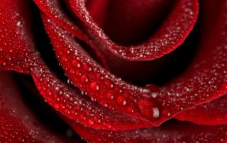 Obrazek: Czerwone róże