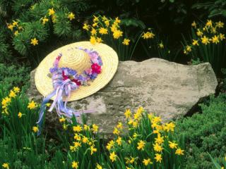 Obrazek: Among the Daffodils, Louisville, Kentucky