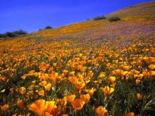 Obrazek: Antelope Valley Hillside, California