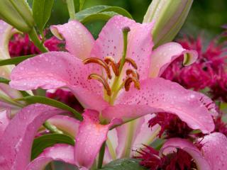 Obrazek: Asiatic Lily, Washington