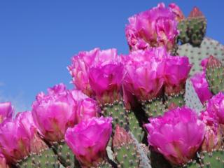 Obrazek: Beavertail Cactus, Joshua Tree National Park, California
