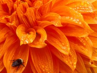 Obrazek: Bumblebee and Dewdrops, Dahlia