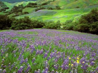 Obrazek: California Dreaming, Lupine Field, Cambria, California