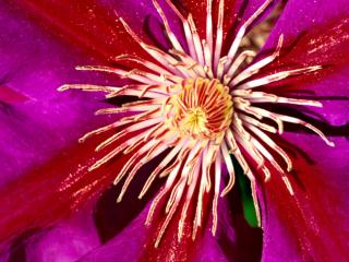 Obrazek: Clematis Flower
