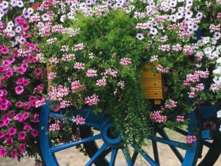 Obrazek: Colorful Flower Cart